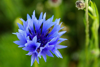 Close-up of purple blue flower