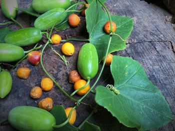 High angle view of fruits growing on plant