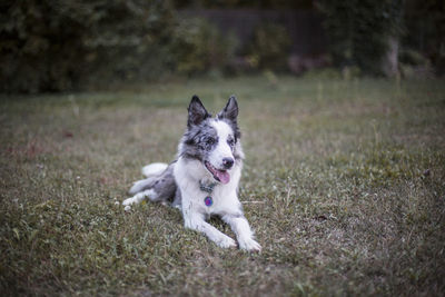 Portrait of dog resting on field