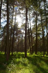 Low angle view of trees in forest