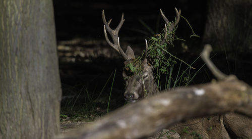 Close-up of deer by plants in forest