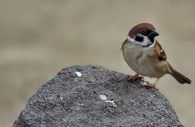 Close-up of bird perching outdoors