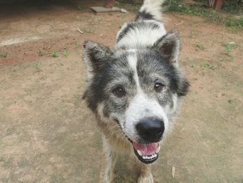 Close-up portrait of dog