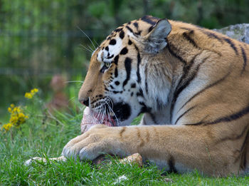 Close-up of tiger eating animal bone