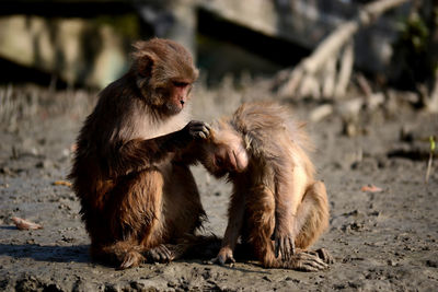 Playful infants on field