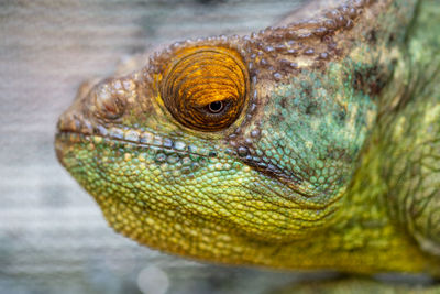 Close-up of lizard