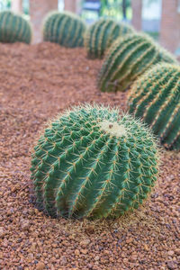 Close-up of succulent plant on field