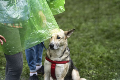 Low section of person with dog standing on grass