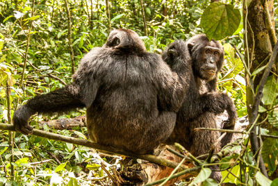 Gorillas relaxing in forest