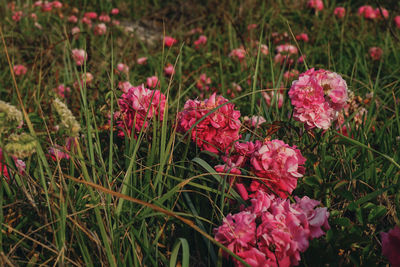 Close-up of pink flowering plants on field