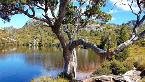 Tree by lake against sky