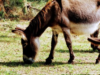 View of horse grazing in field