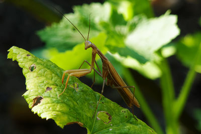 Close-up of insect on leaf