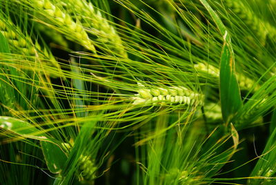 Close-up of wheat growing on field