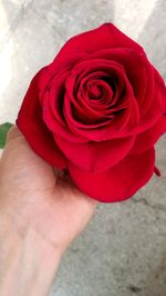 Close-up of hand holding rose