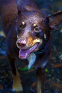 Close-up portrait of a dog