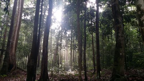 Trees in forest