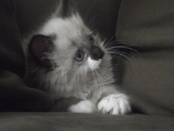 Close-up of a cat resting on sofa