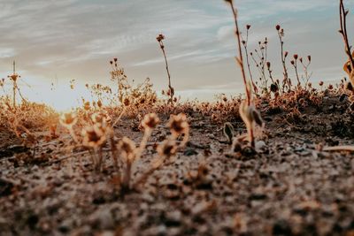 Close-up of plants on field against sky