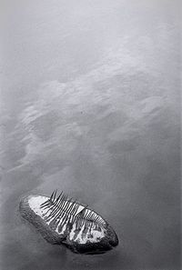 High angle view of leaf in water