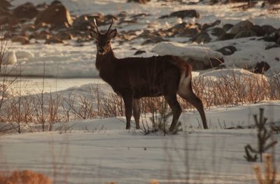 Deer standing on snow covered field