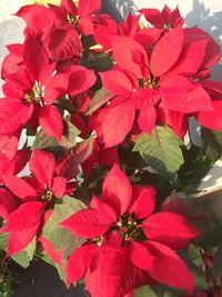 Close-up of red flowers