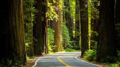 Road amidst trees in forest