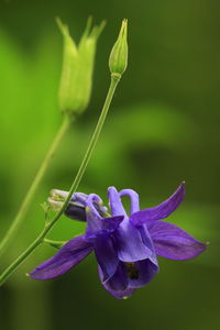 Close-up of purple flower