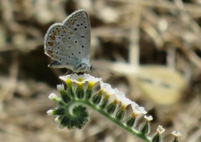 Close-up of butterfly pollinating flower