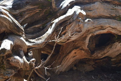 Driftwood on rock formation