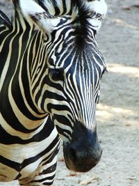 Close-up of a spider on tree trunk