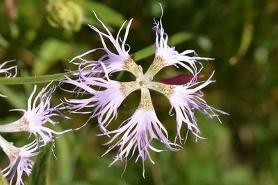 Close-up of flowers