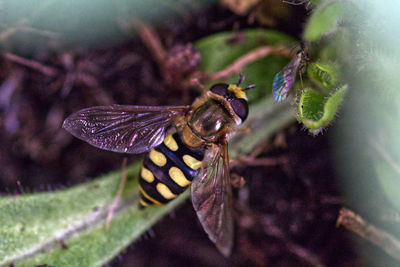 Close-up of butterfly pollinating on flower