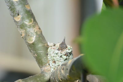 Close-up of snake