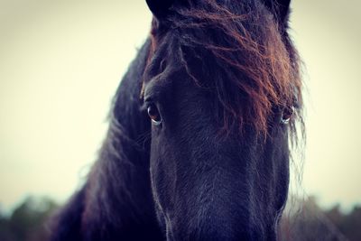 Close-up portrait of brown horse outdoors