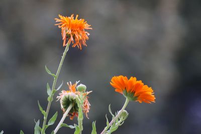 Close-up of orange flower against blurred background