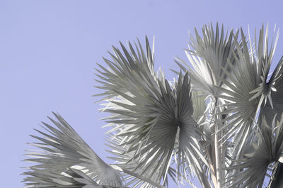Low angle view of flower against clear sky