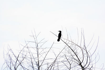 Low angle view of bird perching on branch against sky