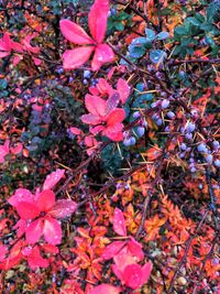 Close-up of pink flowers on tree