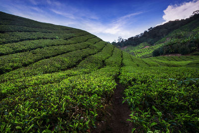 Scenic view of agricultural field against sky