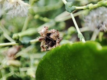 Close-up of insect on plant