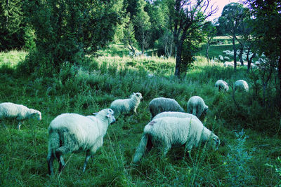 Sheep in a field