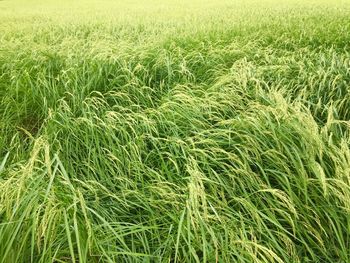 Full frame shot of corn field