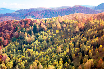 High angle view of trees on mountain during autumn