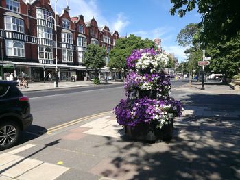 View of flowering plants by road in city