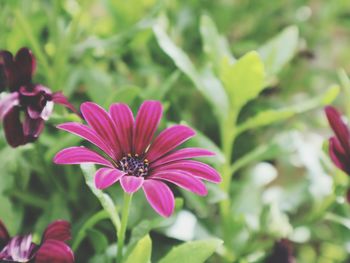 Close-up of pink flower