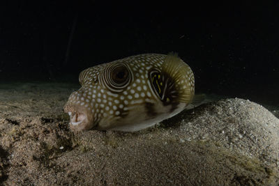 Close-up of fish swimming in sea