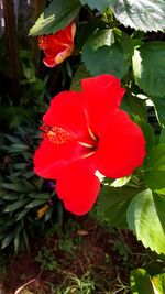 Close-up of red flower blooming outdoors