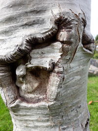 Close-up of tree trunk