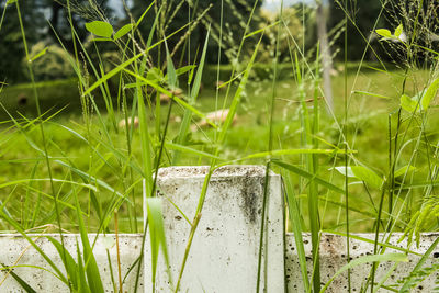 Close-up of fresh green plants on field